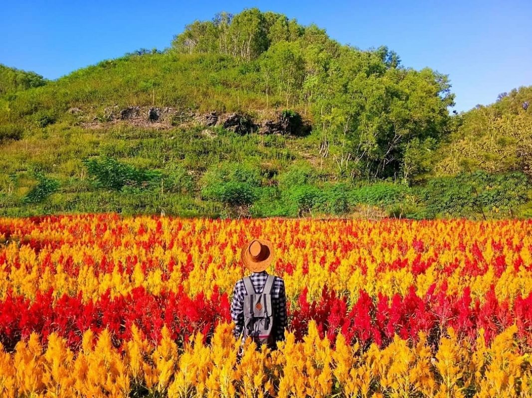 Kebun Bunga Celosia: Destinasi Wisata Di Gunungkidul Yang Sungguh Fotoable | Wedang Kopi Prambanan